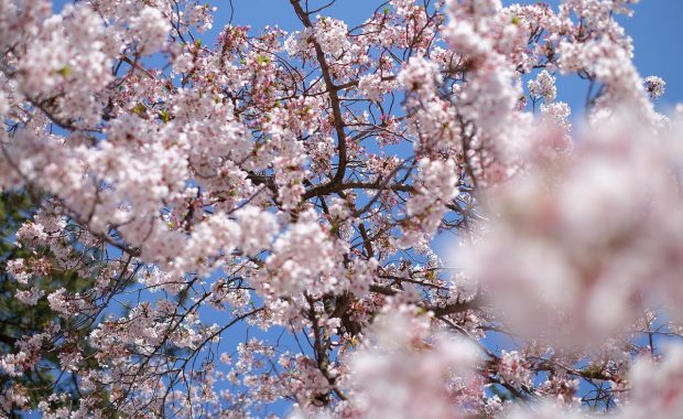 sakura-flower-in-japan